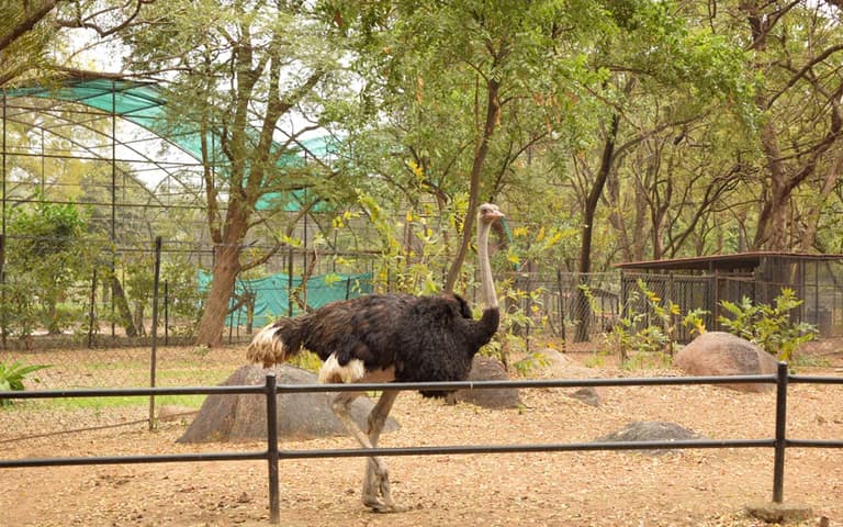 Ticket Price of Rana Resort